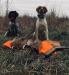 Both Parents with a limit of Wild Iowa Pheasants. 