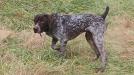 Kopper the SIRE! Steady as a ROCK!!! 