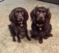 Dam + Sire