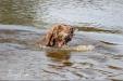 He earned his UKC title WRT for a water retrieve.