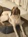 My female Ella, 70 pounds orange and white with ticking. Great nose for wild birds, and great pedigree!!! 