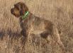 sire of this litter: "Roughriders Jean Baptiste" aka Pomp