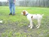 Buddy - Buddy will weight 45 lbs when mature. Buddy is a smart dog with an interest in exploring every inch of the yard when exercising.