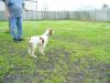 Tex - Tex will be an affectionate  dog when grown. Loves to be praised. He will weight between 40-45 lbs when mature.
