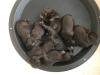 One Week Old