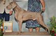 Josh Sire (AKC Grand Champion)