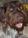 Abe is 66 pounds, easy going, house dog that lights up in the field, both upland game and waterfowl. 