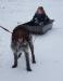 Abe loves to work, helping pull decoys in or the granddaughter.