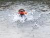 Bee, training in water.