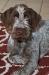 Candy at 5 months old.