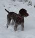 Lucy Playing in the snow.