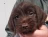 Lucy male pup from 2019 litter.