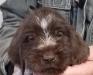 Boy pup from Lucy's 2019 litter.