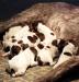 Candy's pups one week old.