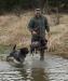 Training dogs in the water.