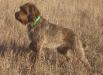 Sire of litter: Roughrider's Jean Baptiste