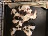 5 days old 5 females and 4 males