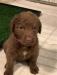 female pup 5 weeks old