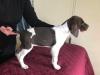 Female # 1 White/Liver is very confident and friendly. First to rise, ready to please the perfect person or family. 
