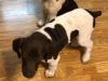 Female #2 is our biggest female. She is calm, happy and eager to please. Great family pup and beautiful colors.