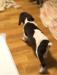 MALE, WHITE/LIVER BIG AND BEAUTIFUL. HE STANDS OVER HIS SIBLINGS AND PLAYS THE PROTECTOR. HUGE PAWS AND BEAUTIFUL MARKINGS. ALERT AND READY TO GO AT ALL TIMES.