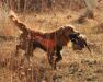 Willie pheasant hunting