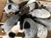 These babies are healthy and eating puppy food well at three weeks old!