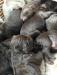 4 Males & 4 Females- half of the litter will have smooth coat and half of the litter will have curly coat