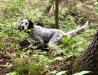 Jewel Slamming down on a planted bird getting ready for our trip north to the Grouse woods. 