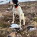 Jackman with our Alaska prize. Willow Ptarmigan. 