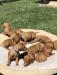 Lady and Gauges Puppies, 4wks old. 5 females and 4 males