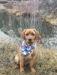 Danni waiting to train (PeytonCash litter 1) Danni is 3 months old in this photo. She LOVES the water and LOVES to please!