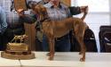 Shaka - Dam
2019 National Vizsla Association Eastern Runner Up Champion