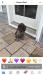 Duke as a puppy remember he is 2 yrs old giving you history when he was young 