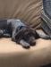 Duke as a puppy