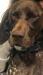 Beautiful head and velvet soft coat