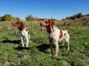 Sire is orange roan and dam is liver tri-color 
