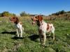 Sire is orange roan and dam is liver tri-color 