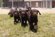 Puppies playing outside the kennel