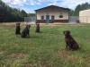 Some of our dogs with the kennel in the background