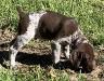 Brown Collar - Liver & Roan male pup