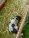 Clancy 
Liver Roan 
Male