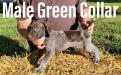 Male Liver Roan Green Collar