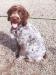Tigg 18 weeks from our last litter, currently for sale to the perfect home!