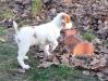 Bird Dog 7 Weeks
