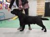 Sailor, sire of the August litter. Several boys who look just like him.  Great retrieve drive.