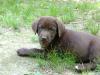 Light Blue Collar
Dark Chocolate in color and nice head set