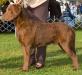 GCH CH Pond Hollow Encore "Tripp"