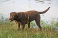 Hope Springs Struttin Ruffin "Struts" 14 mos. well started female Chesapeake for sale