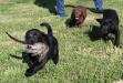 Retrieving at 6 weeks